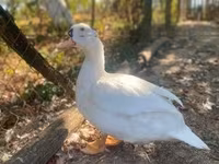 Ducks — fotografija 1