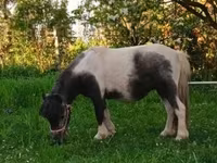 Égua, Shetland Pony — foto 2