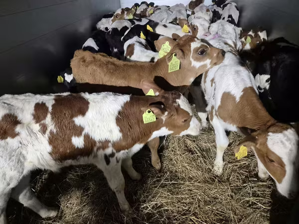 Touro, Simmental cattle