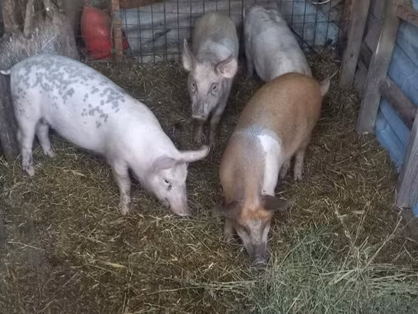 Knur, Świnie