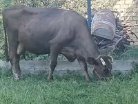 Cow, Swiss cattle — photo 1