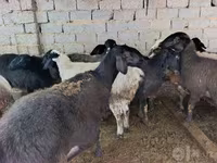 نعجة, الأغنام — الصورة 2