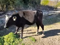 Bulle, Aberdeen-Angus — Foto 5