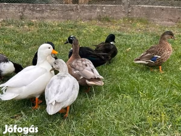 Ducks
