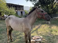 Koń, Tiger horse — zdjęcie 3