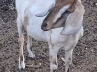 Cabra, Nubian Goat — foto 1