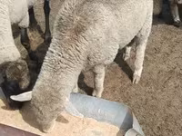 公羊, Merino sheep — 照片 4