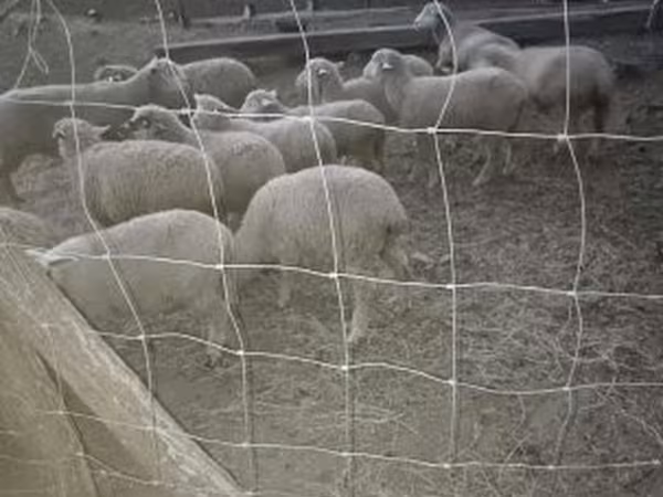 Овца, Бараны