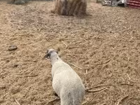 Ram, Tsigai sheep — photo 3
