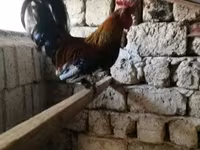 Chickens — foto 2