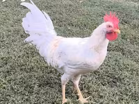 Leghorn — fotografija 4