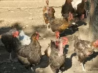 Chickens — zdjęcie 1