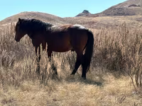 公马, Kazakh horse — 照片 3