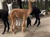 Wielbłąd, Wielbłądy — zdjęcie 7
