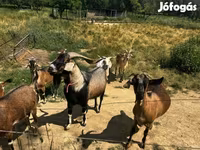 बकरियाँ (लॉट, लिंग निर्दिष्ट नहीं), बकरियाँ — फ़ोटो 2
