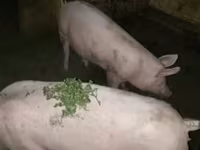 母猪, Pigs — 照片 1