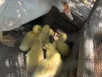Ducks — الصورة 2
