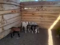 Cabro, Cabras — foto 3