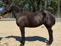 Kobila, Percheron — fotografija 2