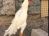 Malajski borac — fotografija 1