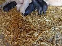 मादा सूअर, Вьетнамская вислобрюхая — फ़ोटो 4