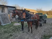Égua, Cavalos — foto 1