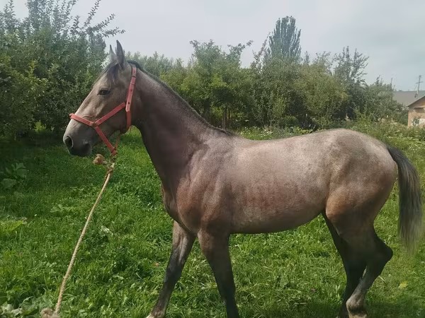 Pastuv, French Trotter