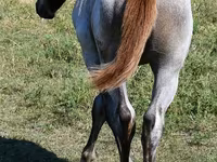 Kobila, Quarter Horse — fotografija 3