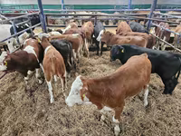 Bull, Simmental cattle — photo 4