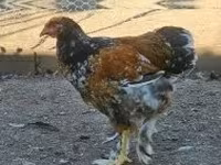 Brahma — foto 1