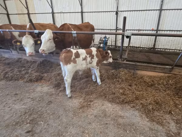 Бұқа, Simmental cattle