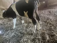 Bulle, Simmental cattle — Foto 3