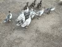 Ducks — Foto 2