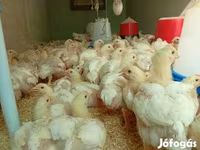 Chickens — foto 2