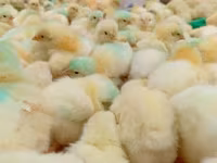 Chickens — zdjęcie 1