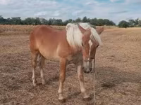 公马, Horses — 照片 3