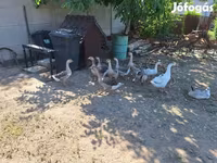 Geese — الصورة 2