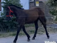 母马, Horses — 照片 4