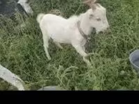 Cabra, Cabras — foto 1