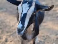 عنزة, Toggenburg goat — الصورة 2