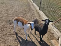 Oveja, Cameroon sheep — foto 1