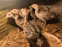 Turkeys — foto 4