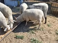 Widder, Merino sheep — Foto 2