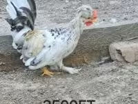 Chickens — फ़ोटो 2