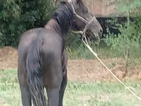Pastuv, Priob horse — fotografija 3