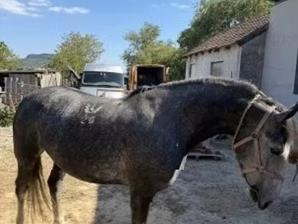 Kobyła, Lipizzaner