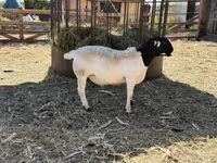 Bélier, Dorper sheep — photo 3