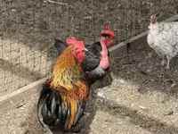 Chickens — 1-сурет