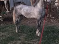 Cavalo, Lipizzaner — foto 8