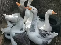 Geese — Foto 3